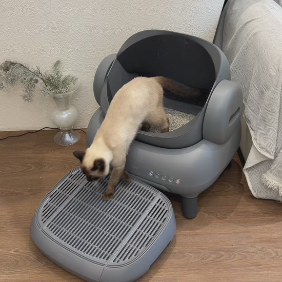 Neakasa M1 Open-Top Automatic Self-Cleaning Cat Litter Box shown in a modern home setting. The litter box features a spacious open-top layout designed to help cats feel comfortable while maintaining a low-stress environment. The design includes a sealed waste compartment for strong odor control and a quiet automated cleaning cycle that helps reduce daily scooping. The unit connects to a mobile app for usage tracking, cleaning reports, and reminders. Suitable for one or multiple cats, this automatic litter b